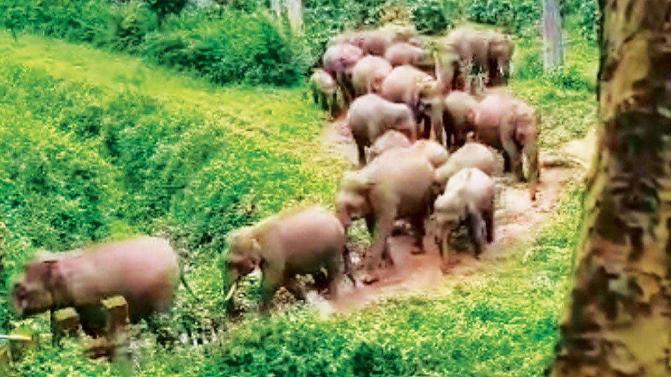 Brave estate workers drive off 27 wild elephants back into forests