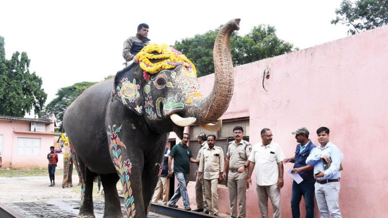 Abhimanyu To Carry Wooden Howdah From This Evening - Star Of Mysore