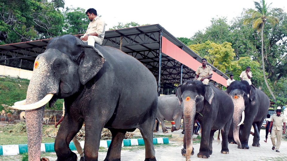 Weight practice for Dasara jumbos from Sept. 15: DCF