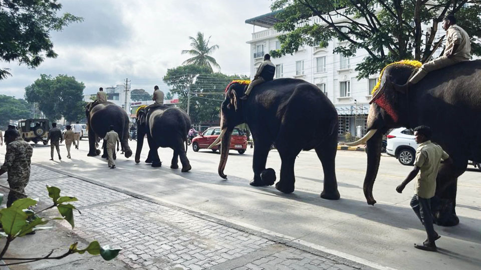 Dasara elephants, staff covered under Rs. 1.98 crore insurance