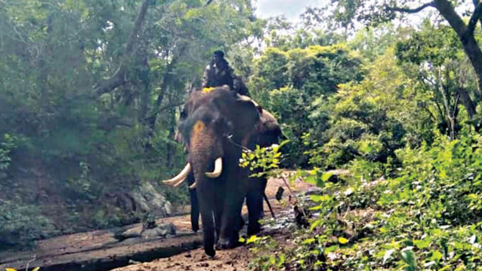 Boy killed in tiger attack: Three tamed elephants led by veteran Arjuna begin combing operation to trace killer tiger