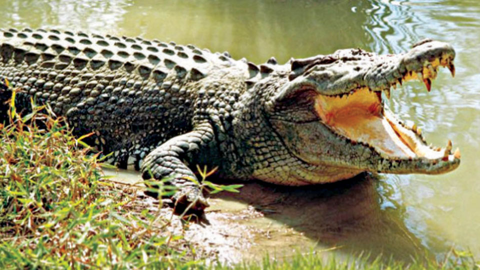 Crocodile spotted in Kukkarahalli Lake
