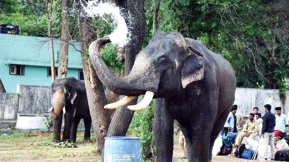 Dasara elephants to be welcomed at Mysore Palace tomorrow