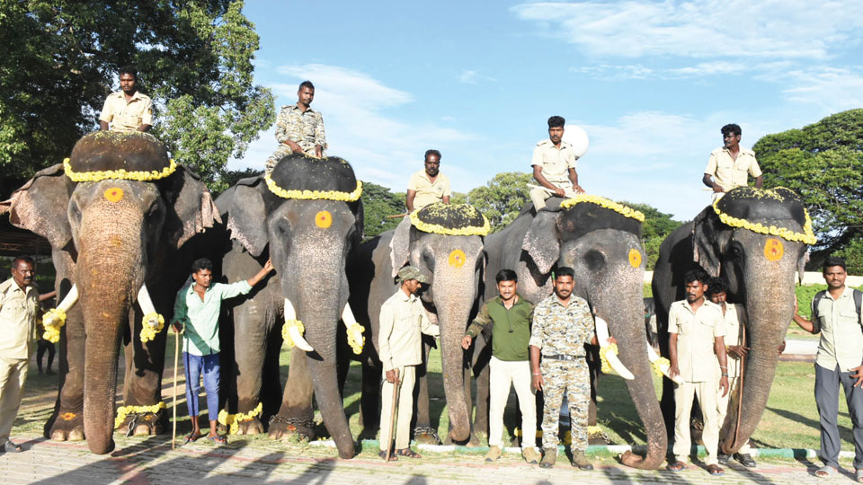 Second batch of five Dasara elephants arrive at Mysore Palace