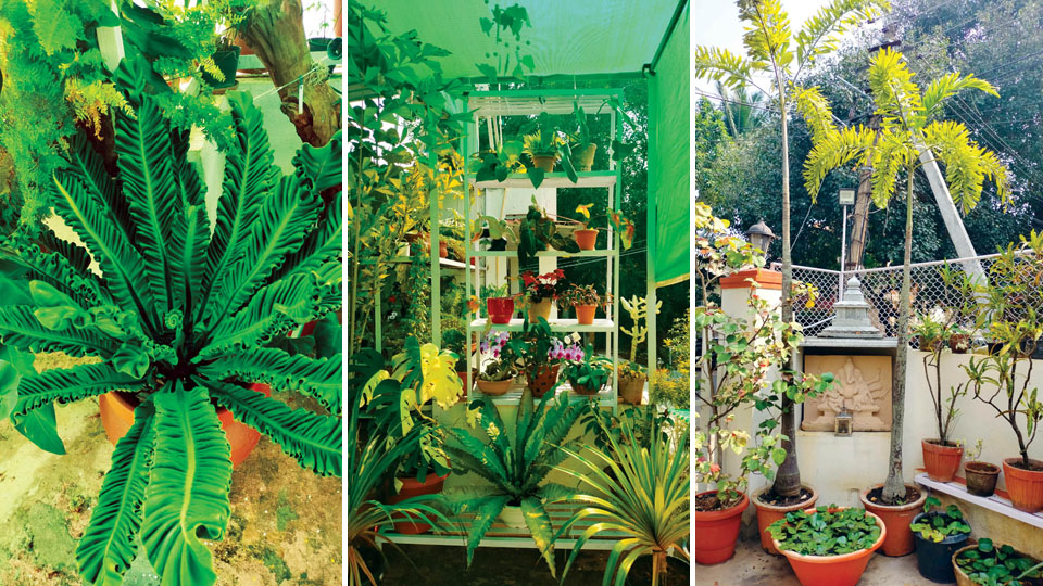 Dasara Home Garden Competitions – 2023: His passion for greenery made him migrate from Haryana to Mysuru