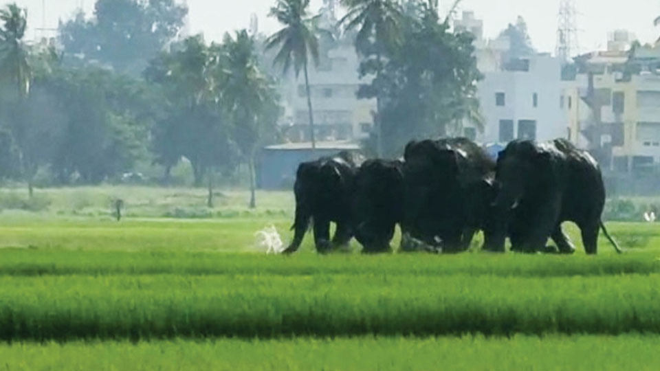 After camping off Expressway…: Elephant herd moves towards village side