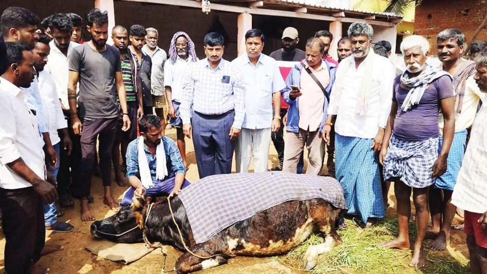 Four cows die after consuming cattle feed in Hunsur taluk