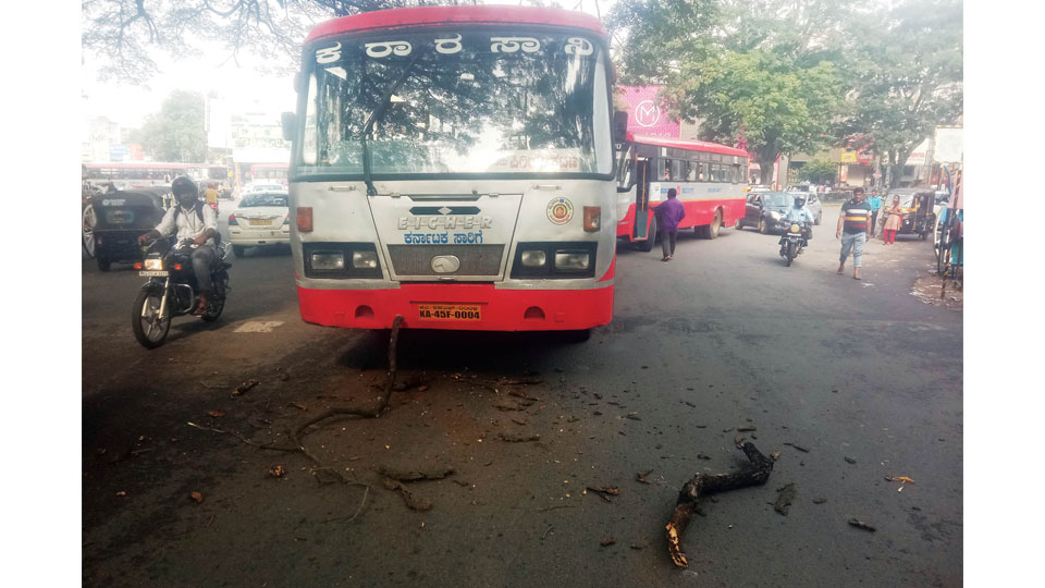 KSRTC bus damaged as tree branch falls