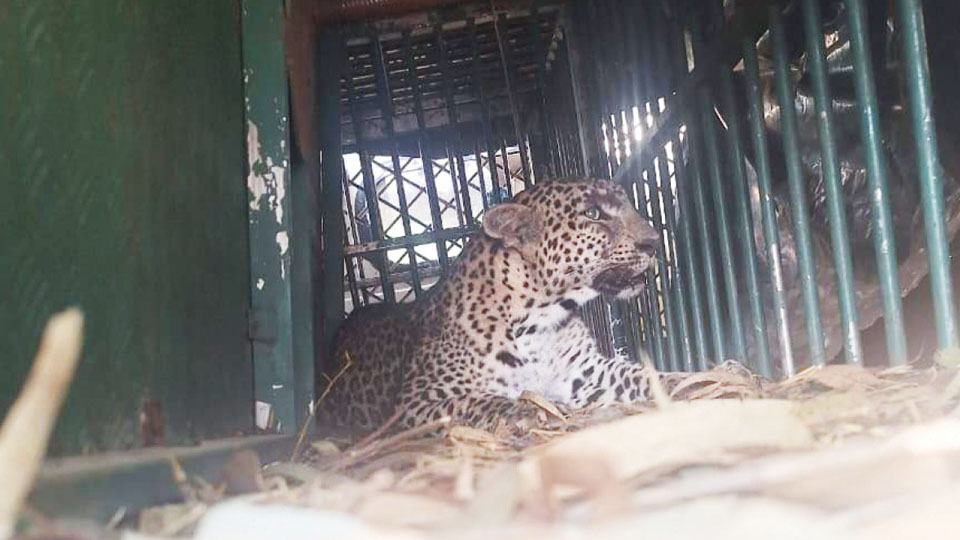 Leopardess trapped near T. Narasipur