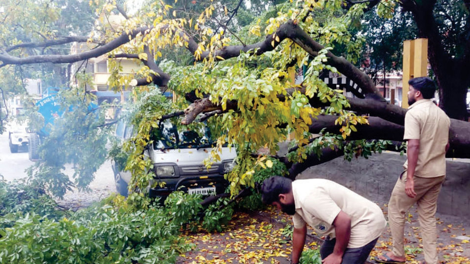 Two vehicles damaged as trees fall in Vidyaranyapuram