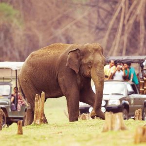 Safari wheels set to roll again in Bandipur, Nagarahole