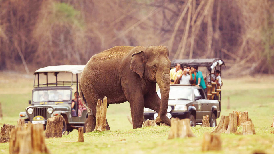 Safari tourists to get insurance cover at Bandipur, Nagarahole