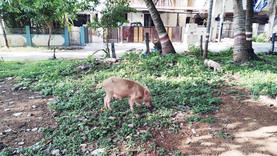 Pig menace in Brindavan Extension