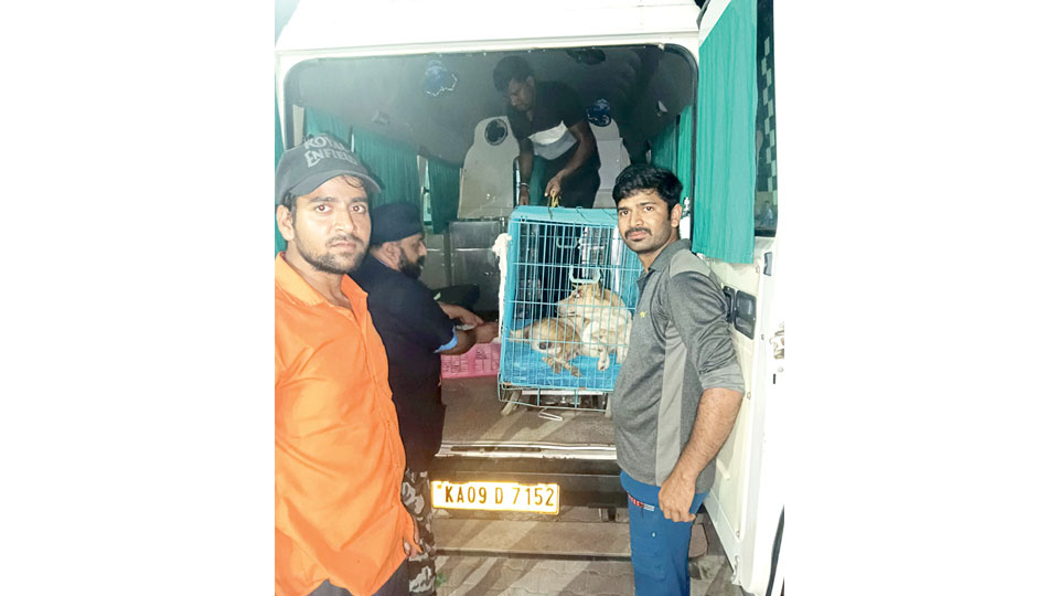 PFA Mysuru team rescues dog hit by train at Arsikere