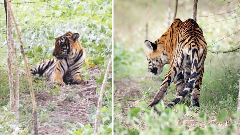 Malnourished, injured tiger dies at Bandipur
