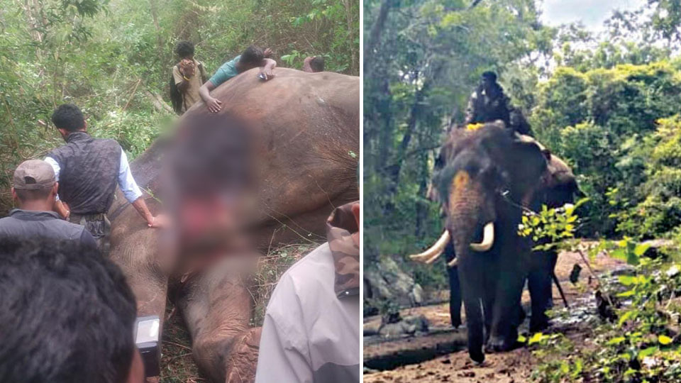 Dasara elephant Arjuna gored to death