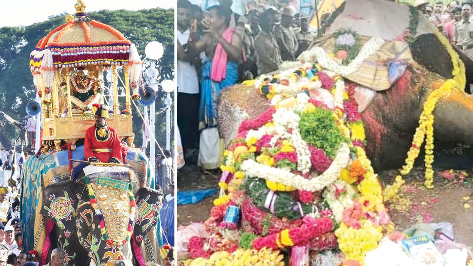 Dasara elephant Arjuna gored to death by wild tusker