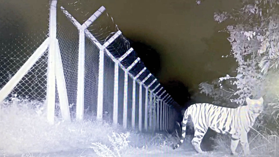 Triple urban tigresses roaming near Mysuru raise concerns