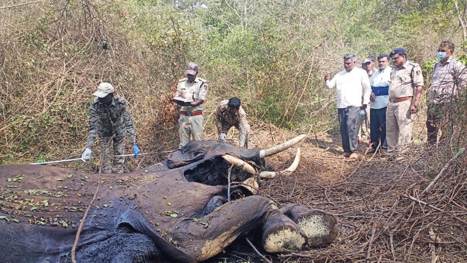 Tusker found dead inside Bandipur