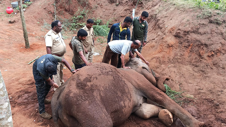 Lack of fodder, vision impairment leads to elephant’s death