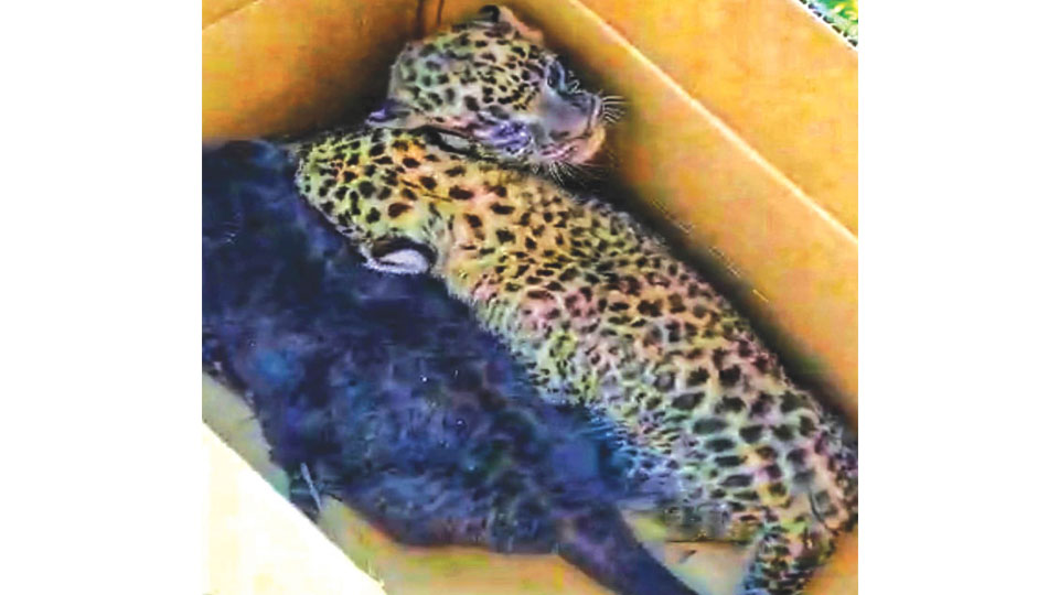 Leopard cubs found in sugarcane field reunited with mother