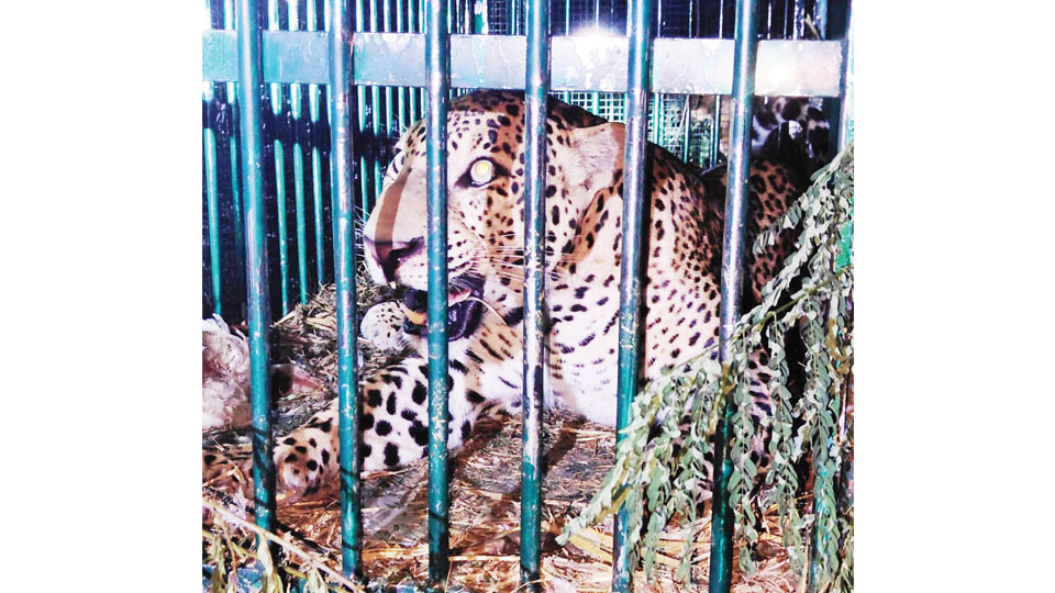 Leopard trapped at Ramakrishna Vidyashala premises