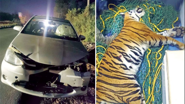 Roar Killed: Tiger fatally knocked down by speeding car on Nanjangud ...