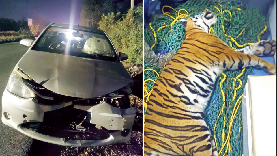 Roar Killed: Tiger fatally knocked down by speeding car on Nanjangud Road