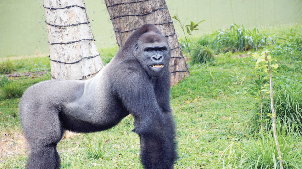 Gorillas of Mysuru Zoo get a new house