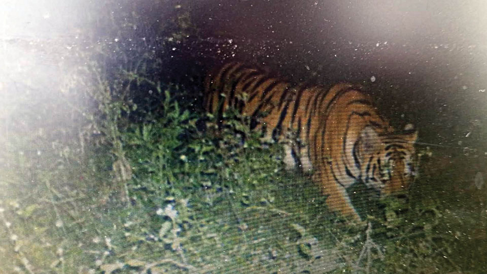 Image of elusive tiger captured