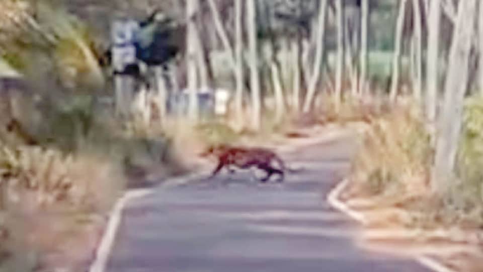 Tiger sighted at Mahadevapura, barely 10 kms from Mysuru city 