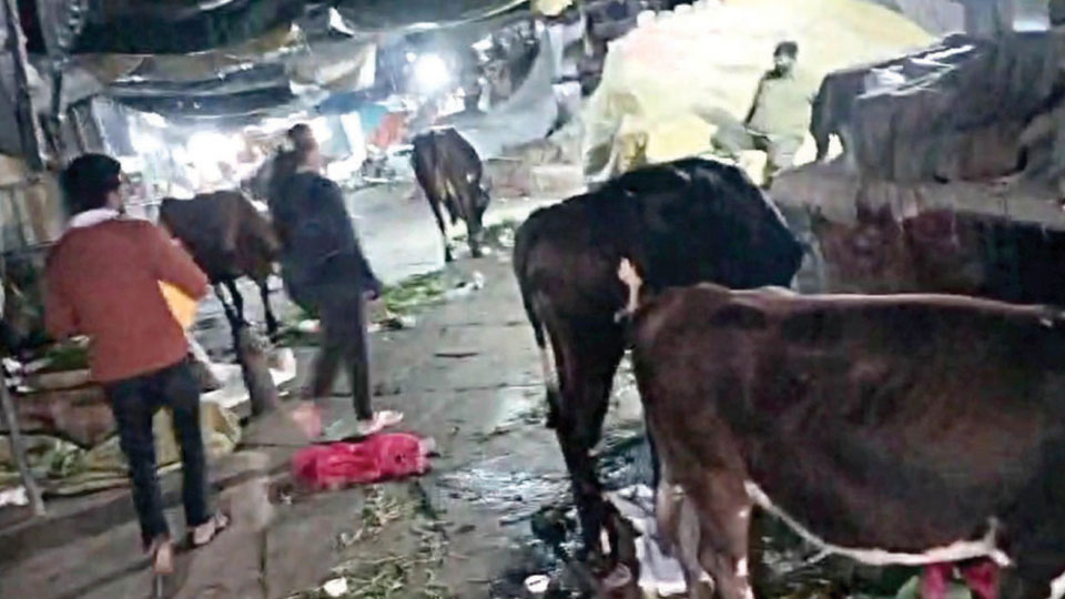 Stray cattle eat unsold veggies in Devaraja Market; vendors hit