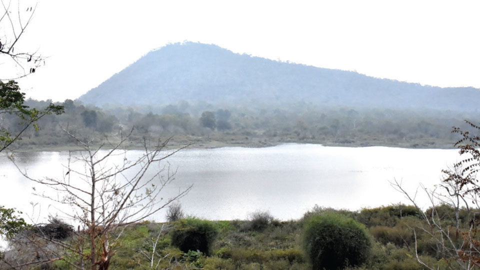 Amidst deficit rainfall, dry spell: Bandipur wildlife finds hope in solar borewells, Mangala Dam