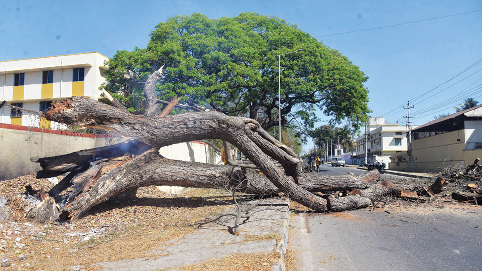 Tree crash at Ashokapuram hampers traffic movement
