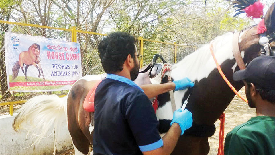 PFA vaccinates 68 horses in Mysuru, Srirangapatna 