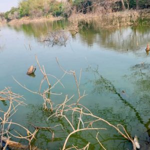 Fish found dead in Lingambudhi Lake