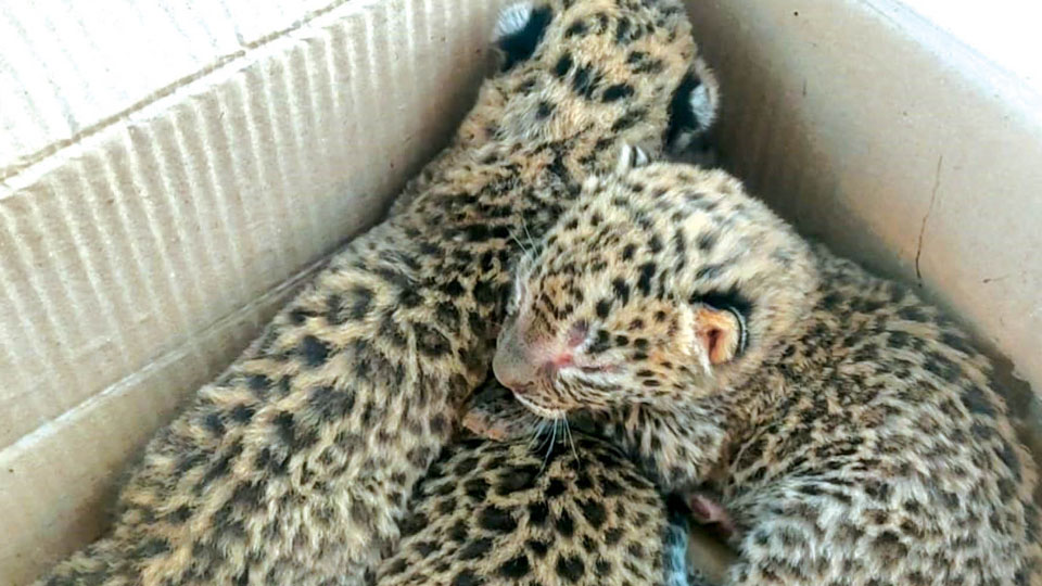 Leopard cubs reunited with their mother