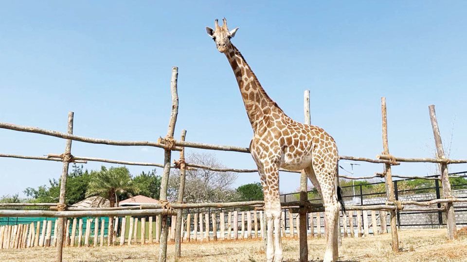 Mysuru Zoo’s giraffe Shivani gets new home in Bannerghatta