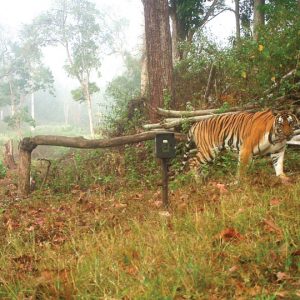 Camera trap wildlife census begins in Bandipur Reserve