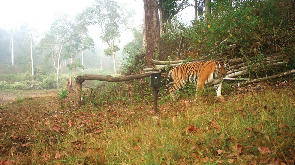 Camera trap wildlife census begins in Bandipur Reserve
