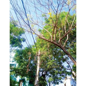 Dangerous tree branches at Ramakrishnanagar E&F Block