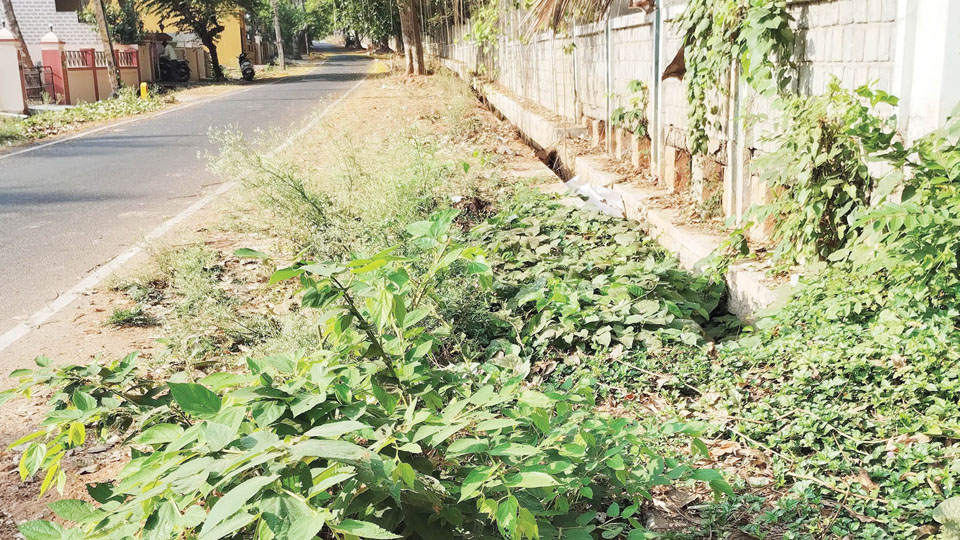 Plea to close ditch covered with weeds