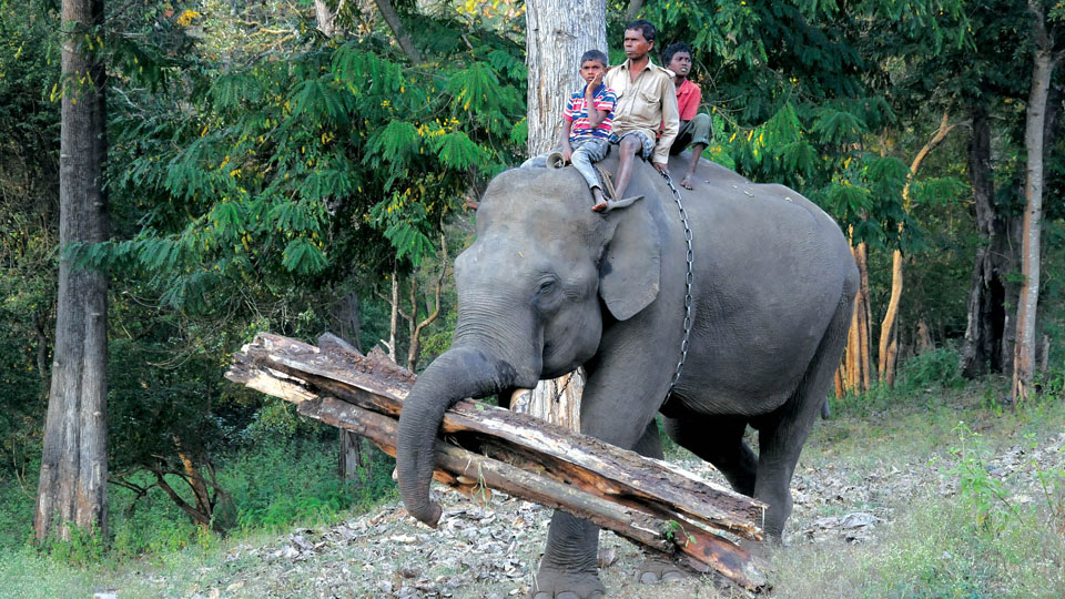 Balle Camp’s lone elephant Kumaraswamy found dead