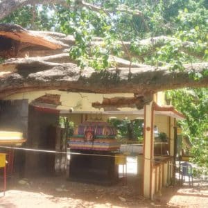 Temples damaged as tree branch falls
