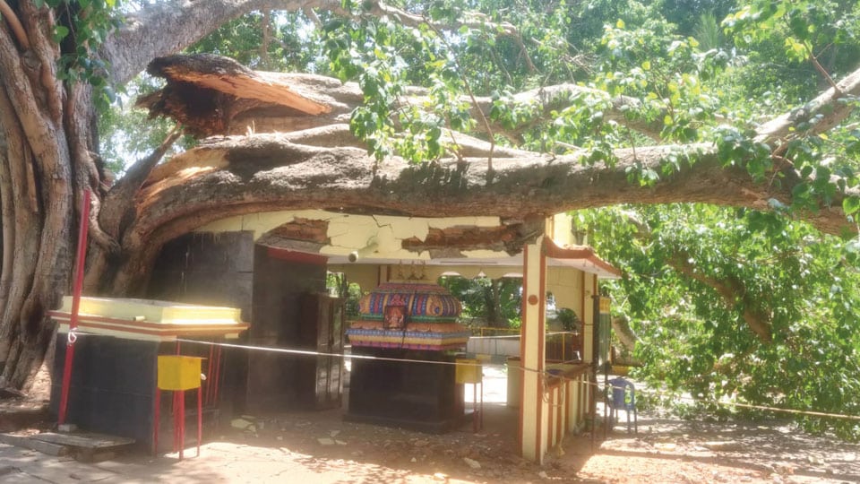Temples damaged as tree branch falls