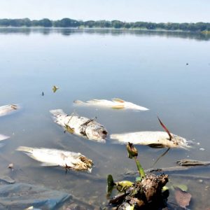 Fishes dying due to heat at Kukkarahalli Lake