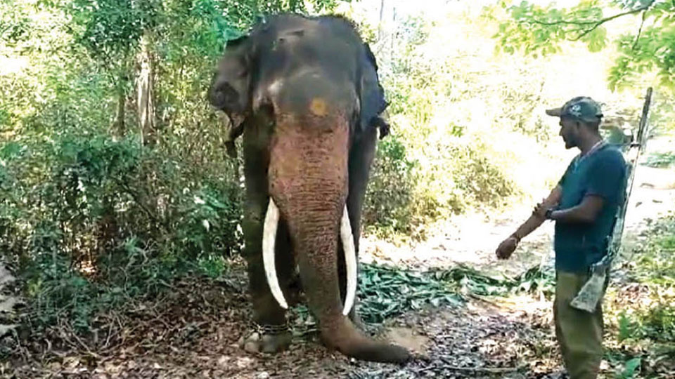 Bees attack Forest staff, elephant Bhima during tiger capture operation