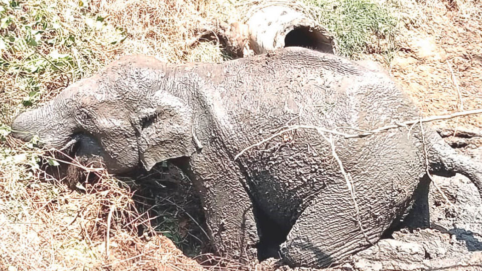 Wild elephant escapes from slush, damages properties