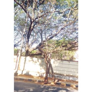Dangerous condition of dry tree on SJCE Road