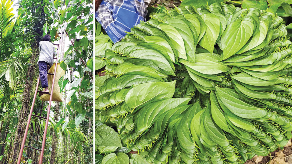 Mysore betel leaf prices soar